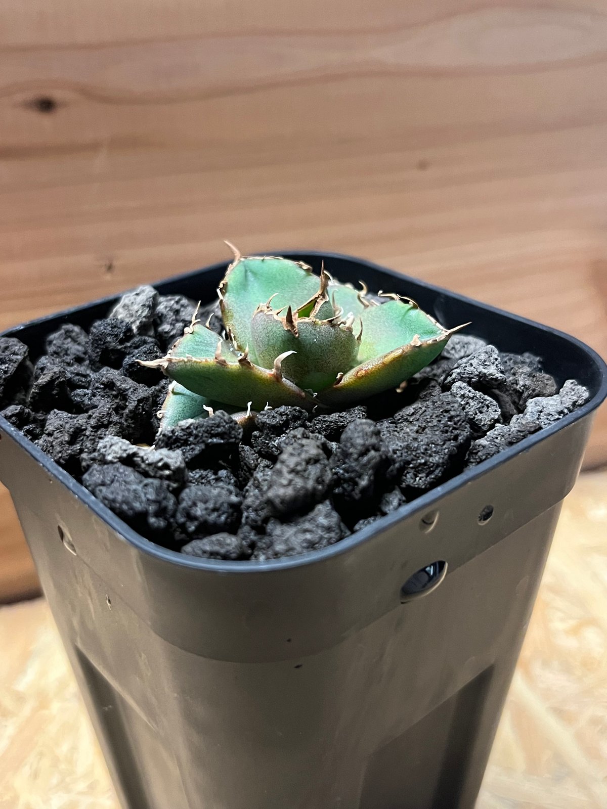 アガベ チタノタ チャム | GREEN LUCK