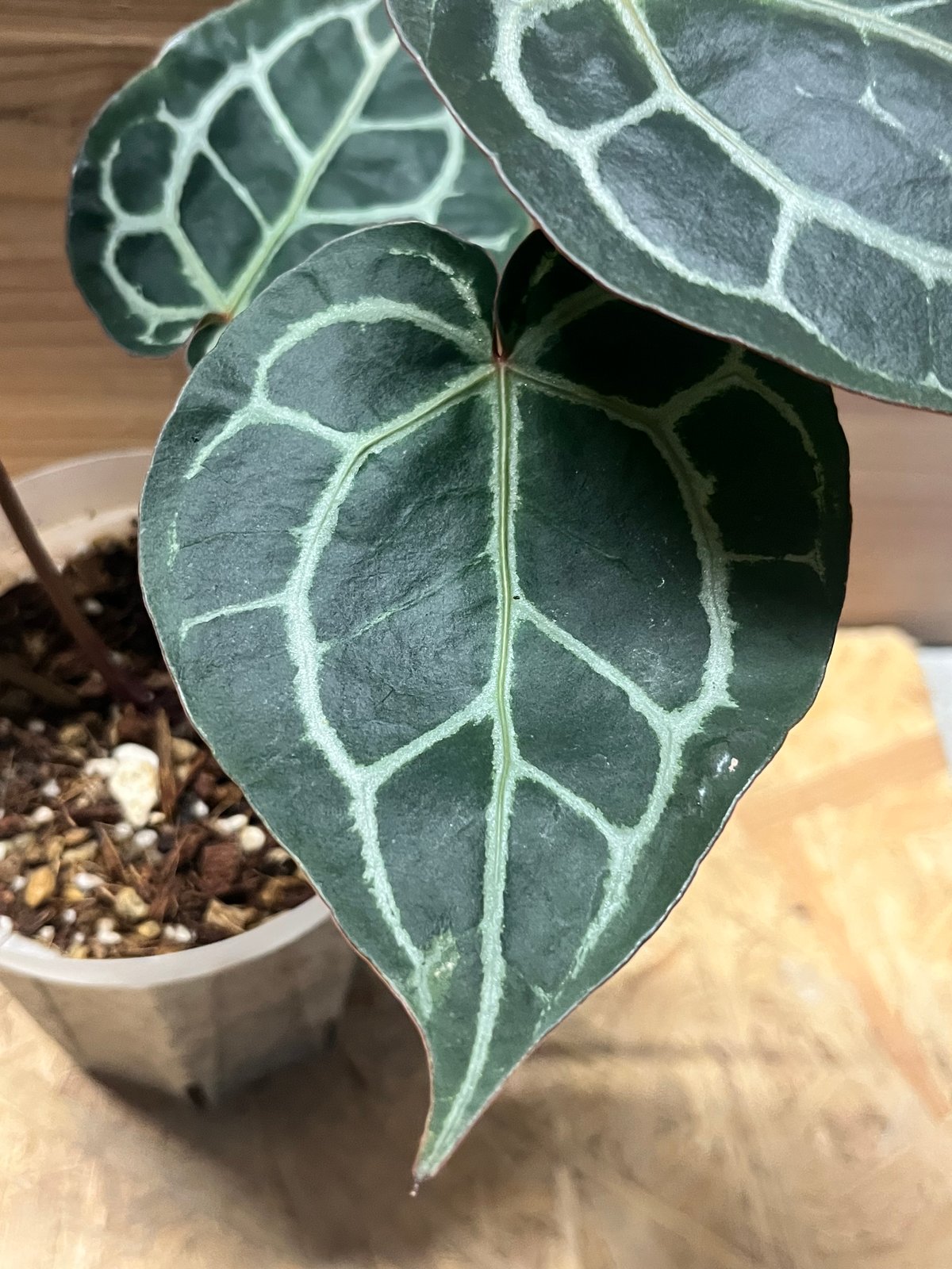 その他観葉植物 Giannina 'Crystallinum 8'x 'Michelle 11' 🪴: DocBlock Anthurium Giannina - Crystallinum 8 x Michelle 11
