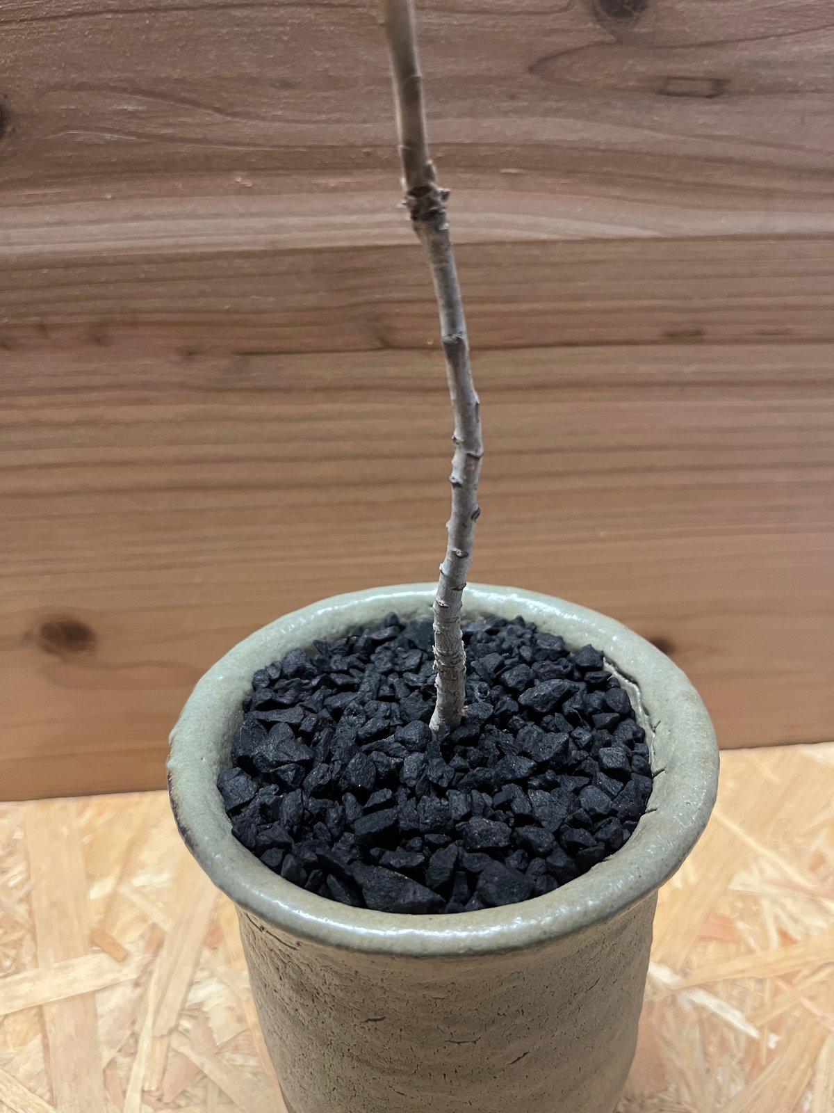 ボスウェリア サクラ×伝市鉢 穴窯 | GREEN LUCK