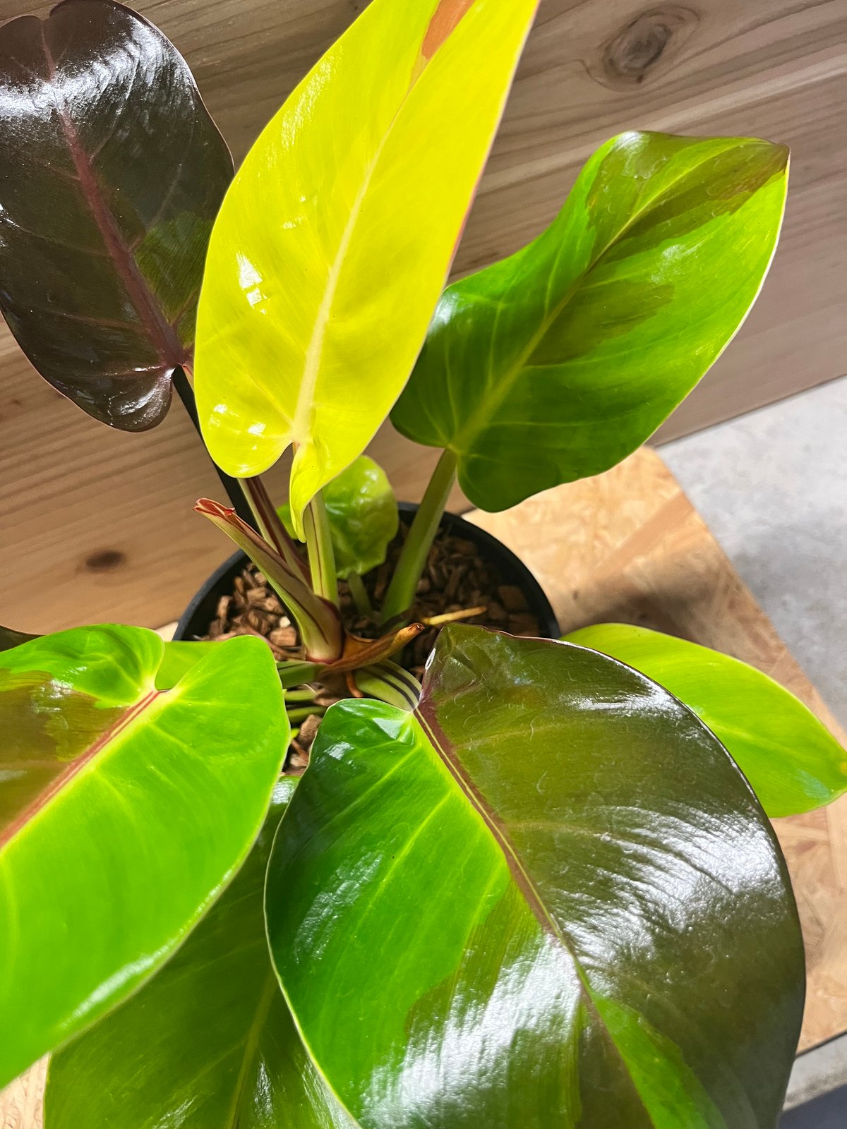 フィロデンドロン インペリアルイエローフレーム | GREEN LUCK