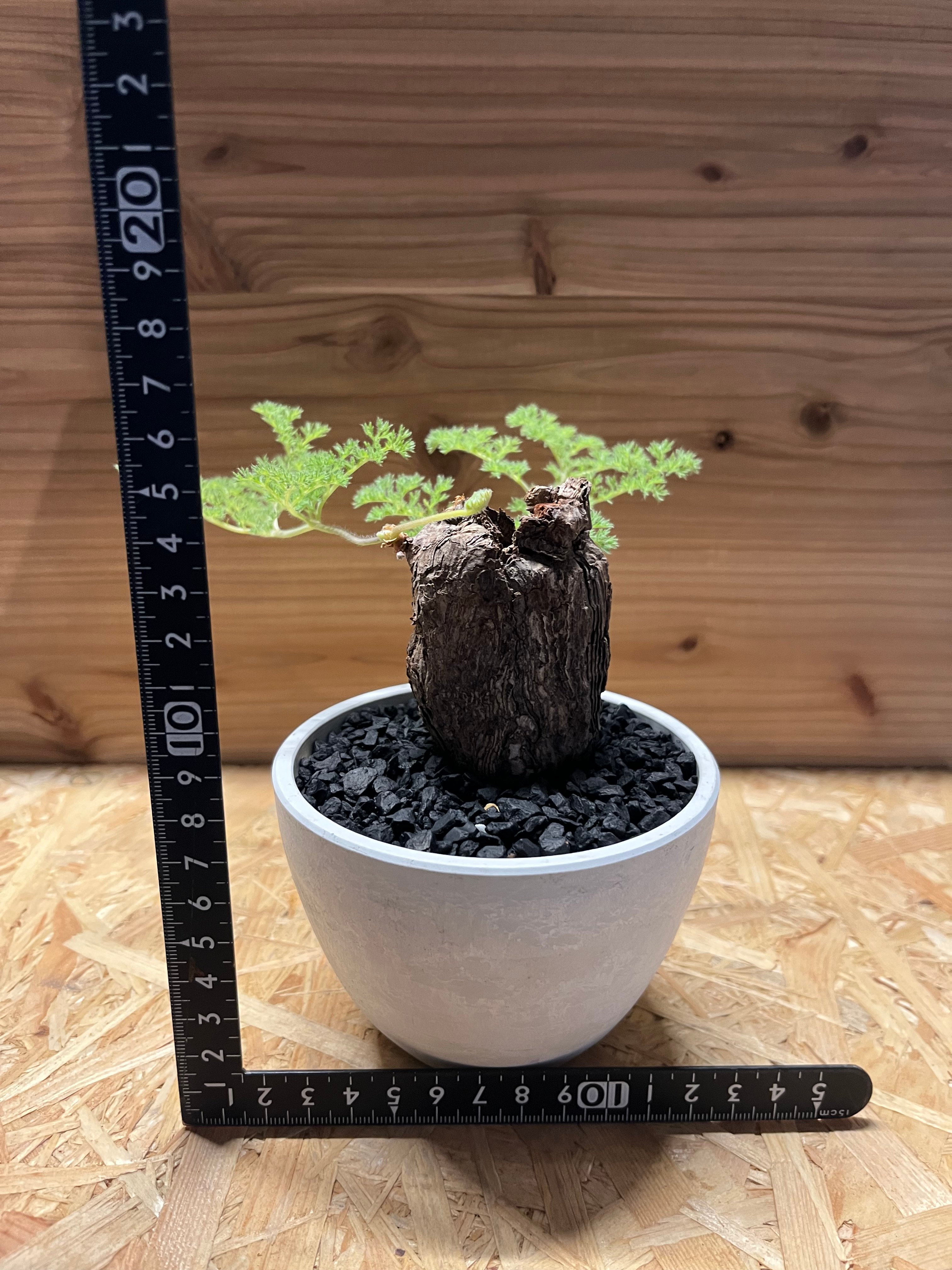 ペラルゴニウム トリステ みやび鉢 発根済み 塊根植物 コーデックス現地株 original