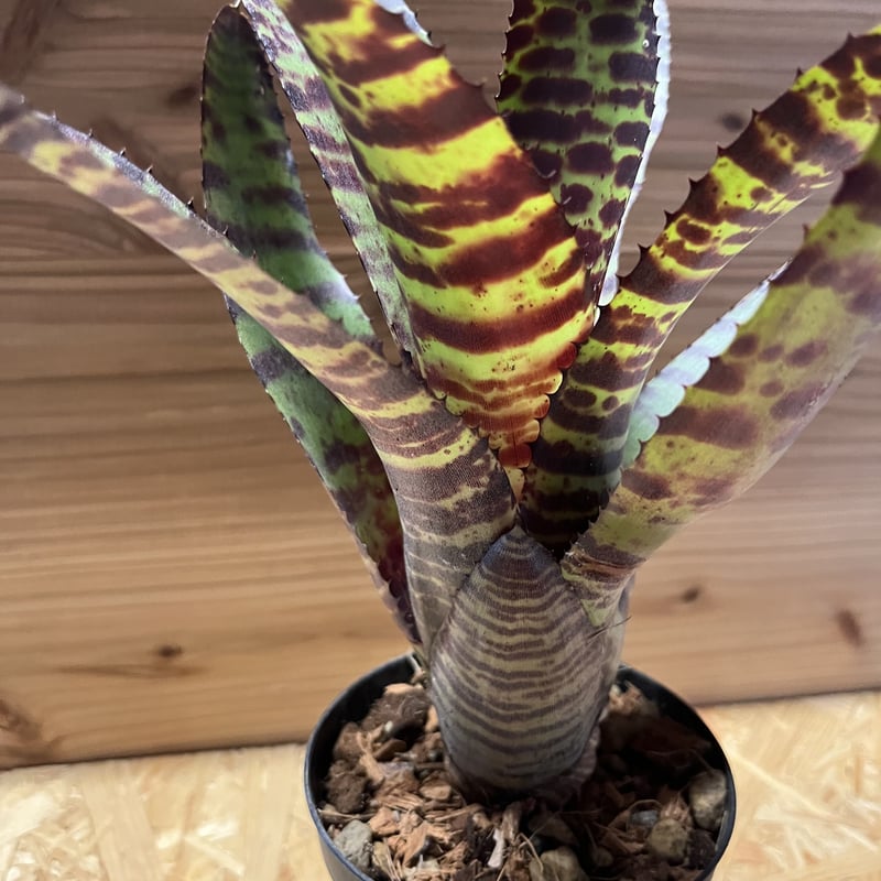 ネオレゲリア ネオレゲリア ハンニバルレクター | GREEN LUCK