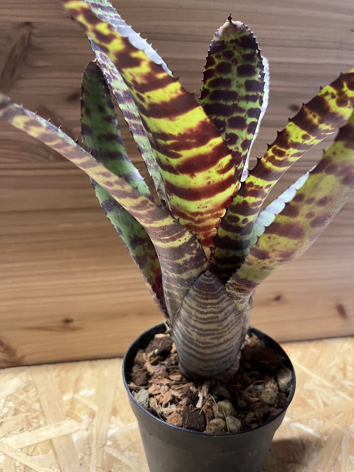 ネオレゲリア ロレナレクター ネオレゲリア ハンニバルレクター | GREEN LUCK