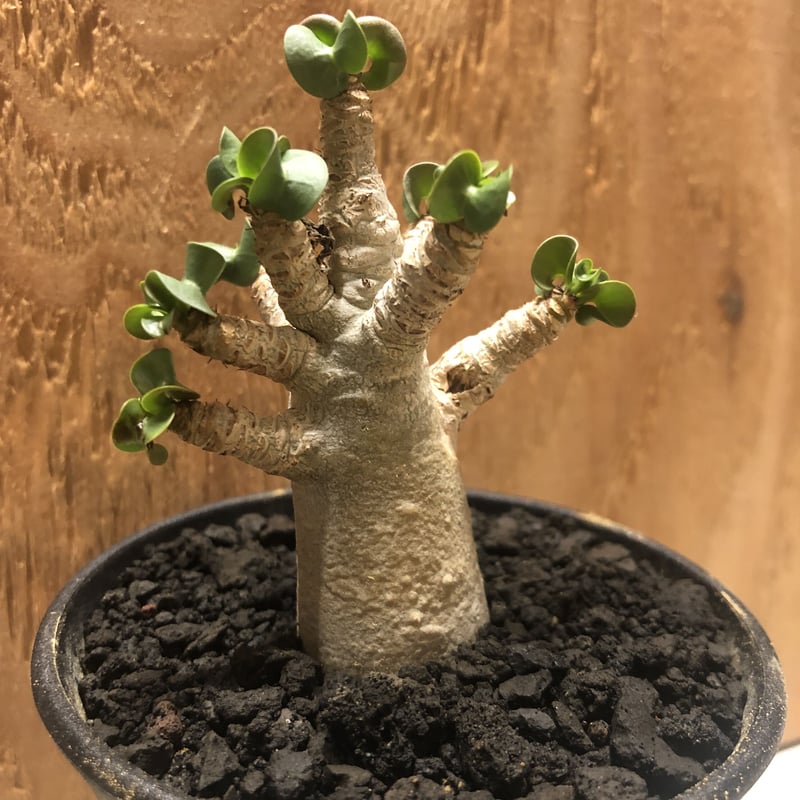アデニウム アラビカム 巻葉 | GREEN LUCK