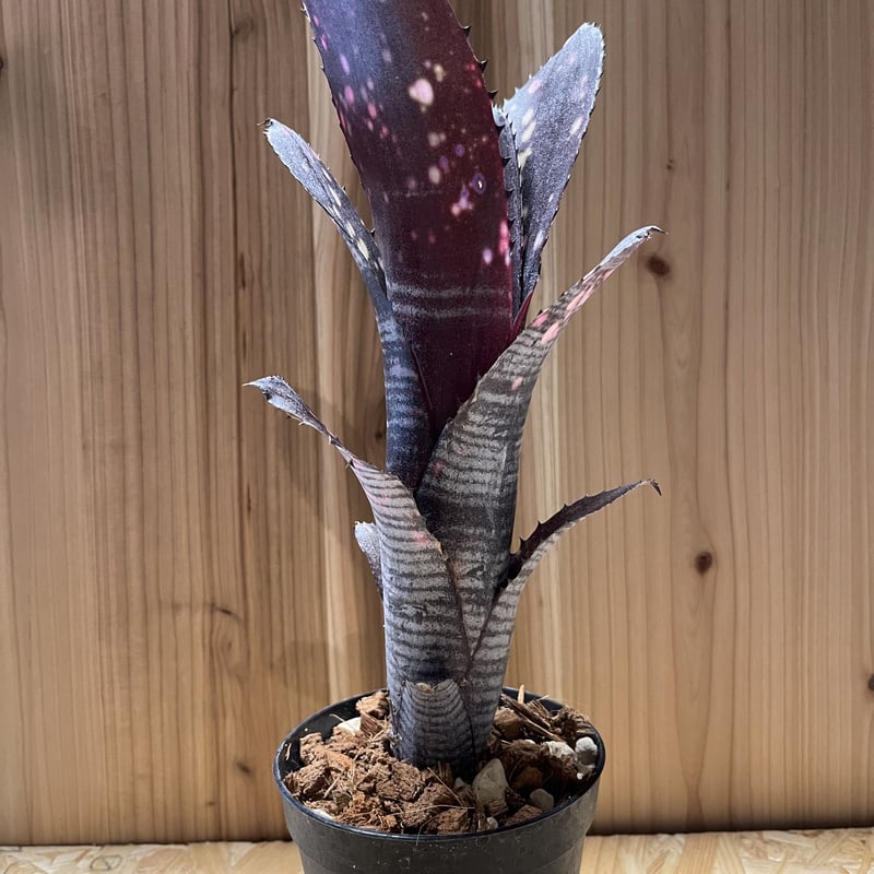 観葉植物/ビルベルギア：スモークスタック 3号ポット ビルベルギア