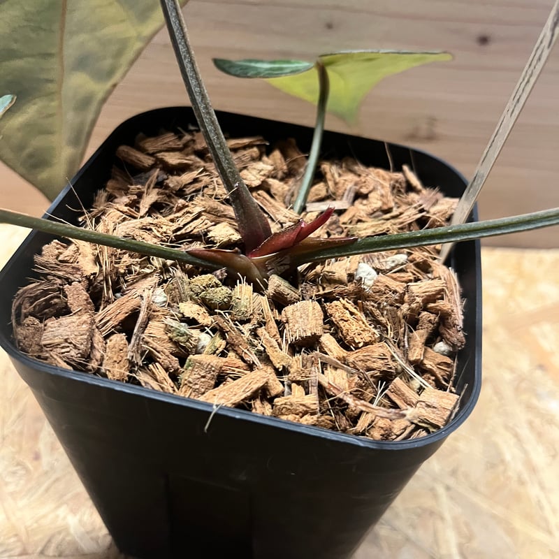 アンスリウム エンジェルズドリーム×カーラブラッキー | GREEN LUCK