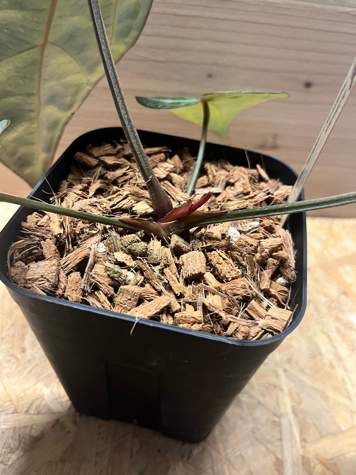 アンスリウム エンジェルズドリーム×カーラブラッキー | GREEN LUCK