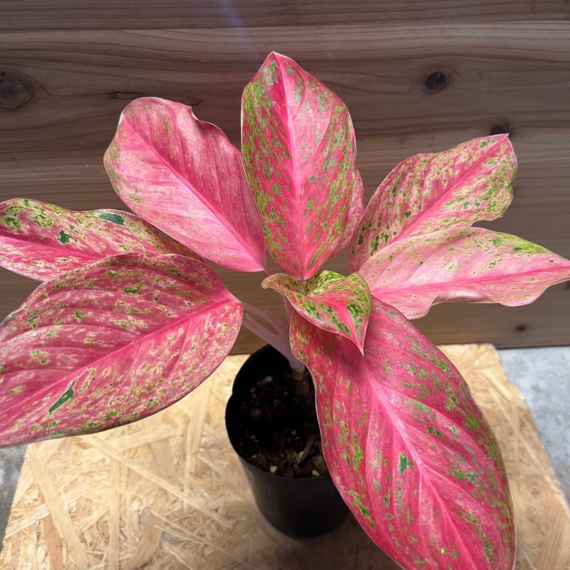 アグラオネマ アグラオネマ ネオン “Wagyu” 斑入 「Aglaonema Neon “Wagyu” V