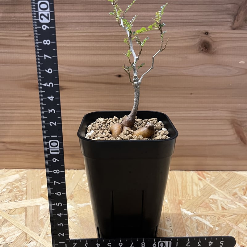 オペルクリカリア パキプス 実生 | GREEN LUCK