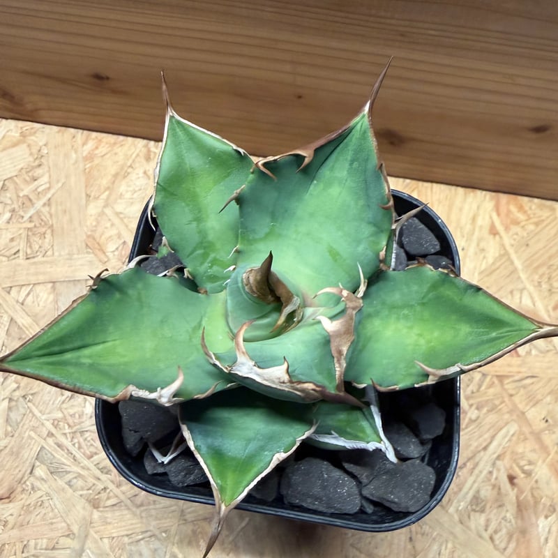 アガベ チタノタ '白犀牛' | GREEN LUCK