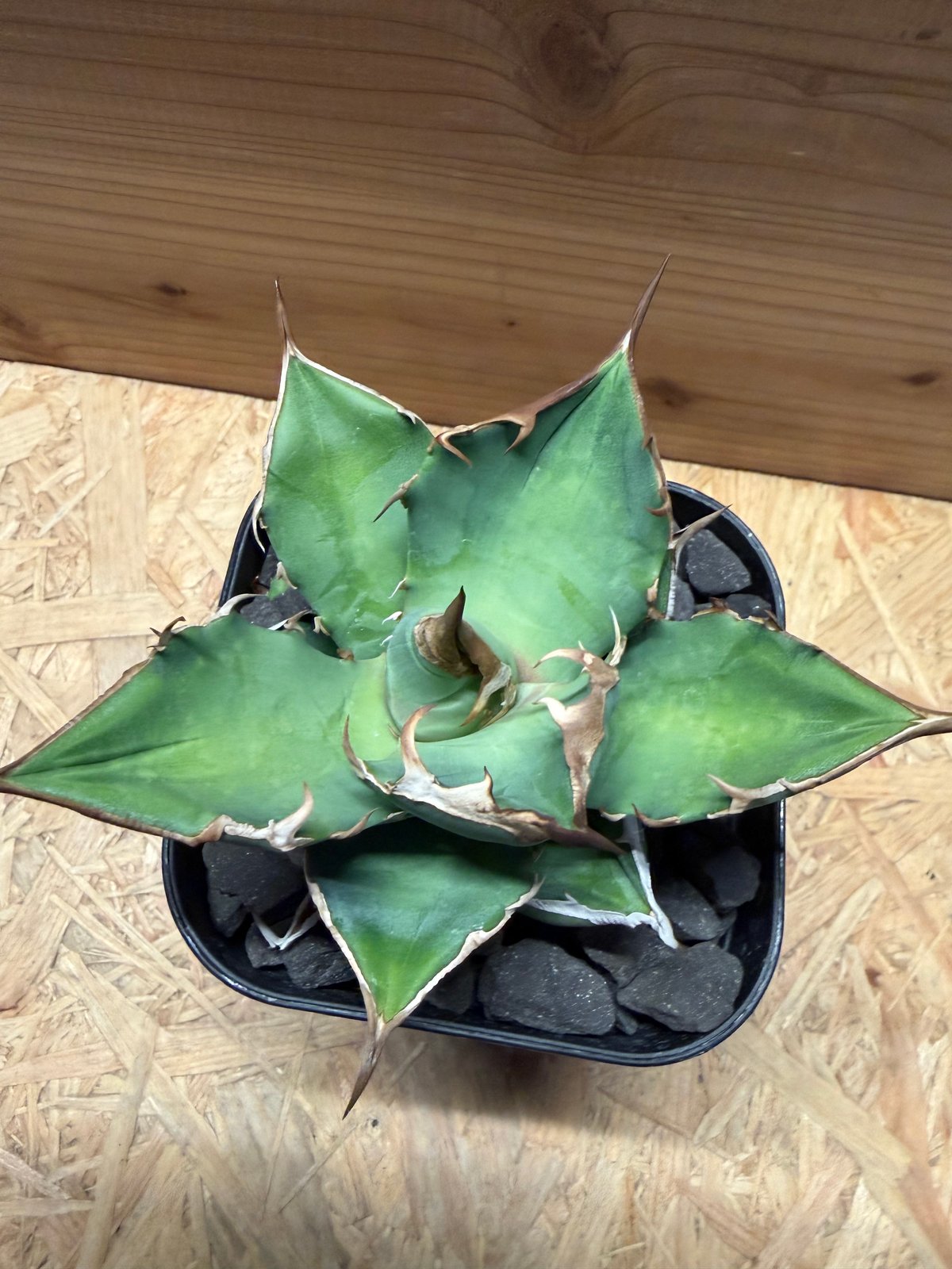 アガベ チタノタ '白犀牛' | GREEN LUCK