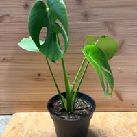 アンスリウム レガレ ダークフォーム | GREEN LUCK