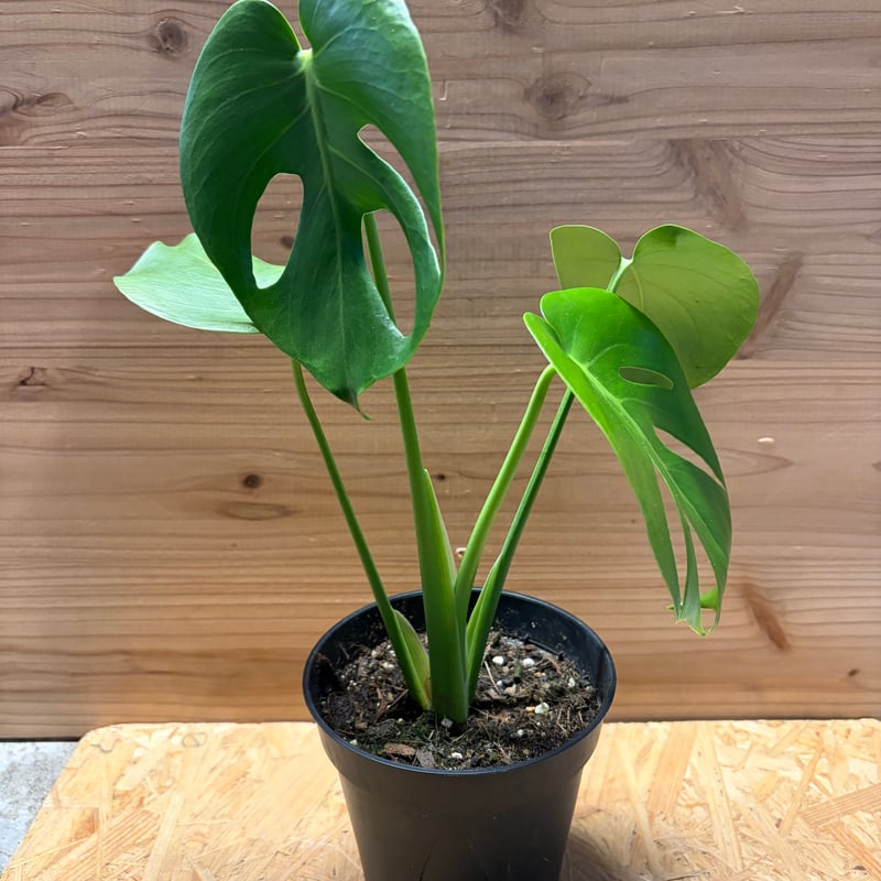 モンステラ デリシオーサ 実生変異 | GREEN LUCK