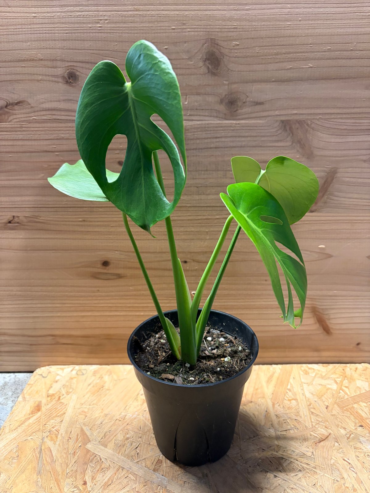 モンステラ デリシオーサ 実生変異 | GREEN LUCK