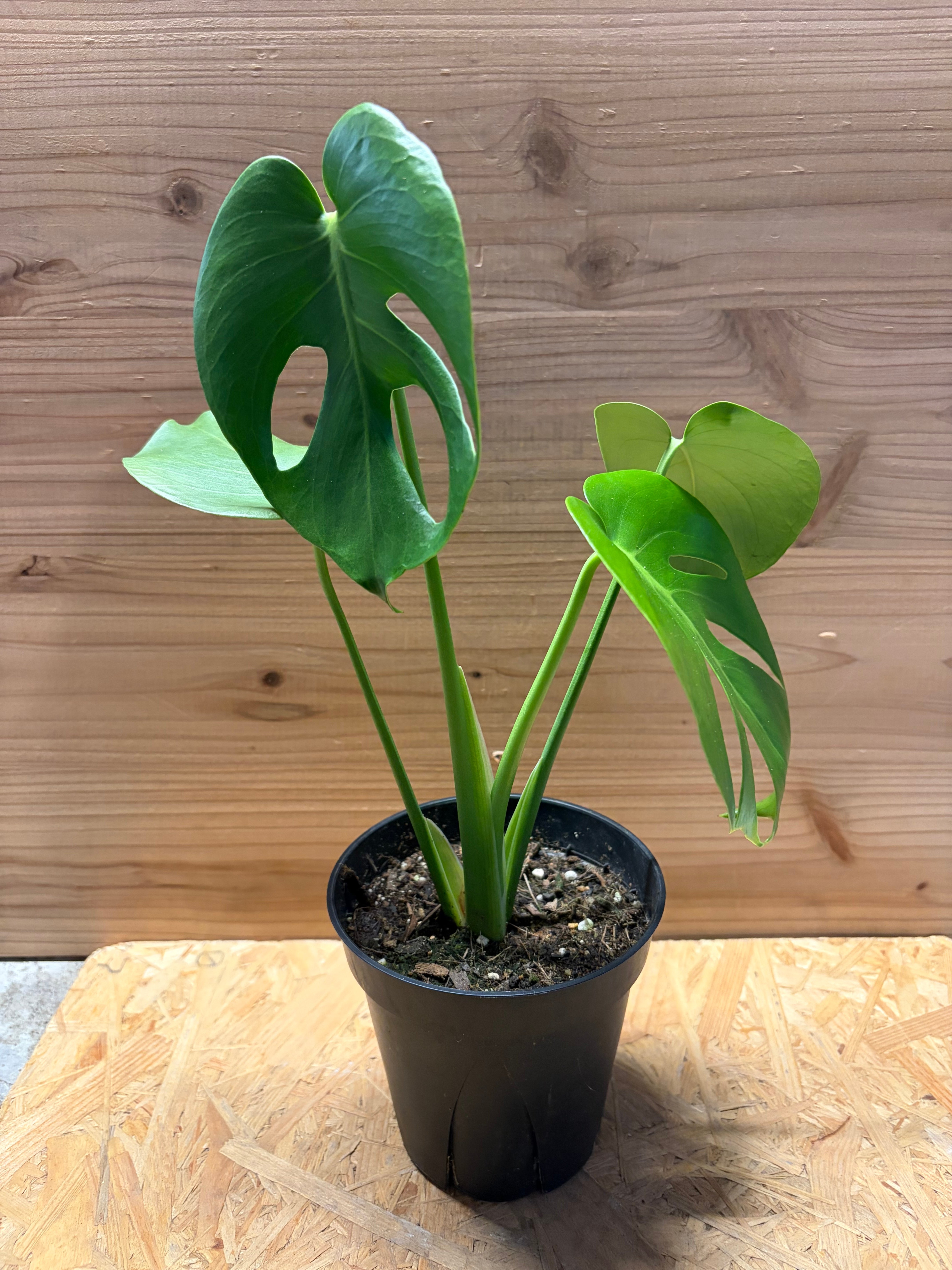 モンステラ デリシオーサ 実生株 変異の可能性あり 観葉植物 鉢ごと発送 モンステラ デリシオーサ 実生変異 | GREEN LUCK