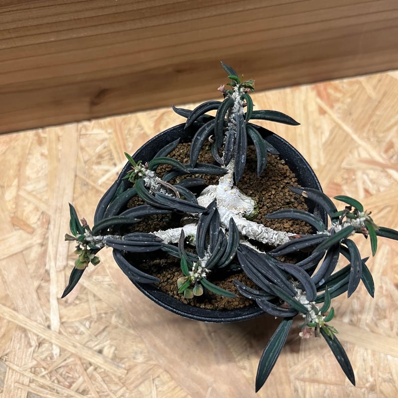 ユーフォルビア キリンドリフォリア | GREEN LUCK