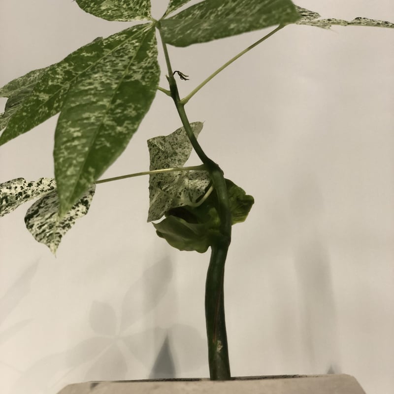 パキラ　ミルキーウェイ　実生 パキラ：ミルキーウェイ（実生株） 3.5号ポット の通販 | 園芸ネット