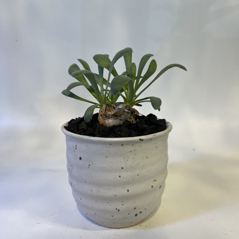 オトンナ レトロルサ | GREEN LUCK