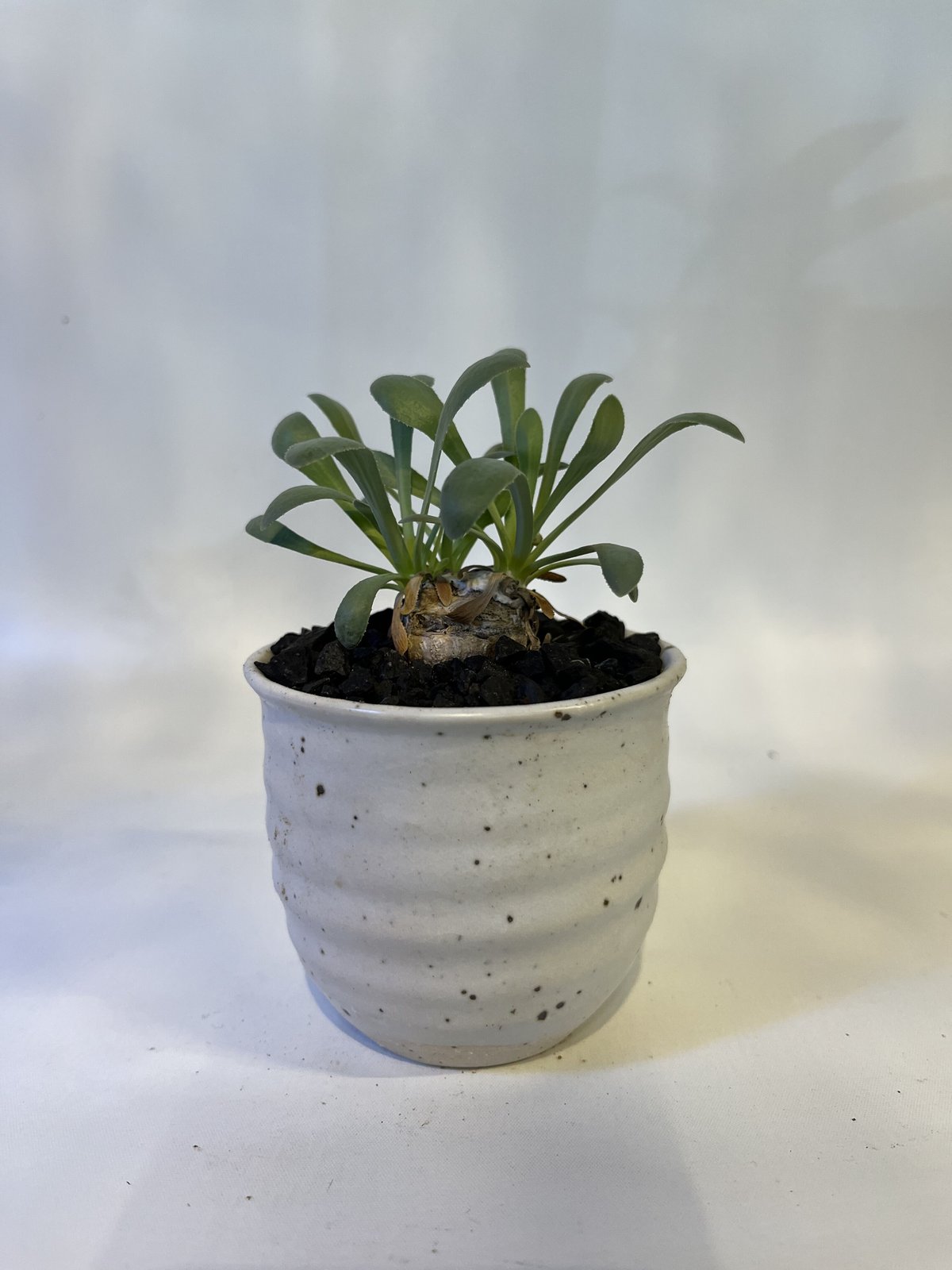 オトンナ レトロルサ | GREEN LUCK