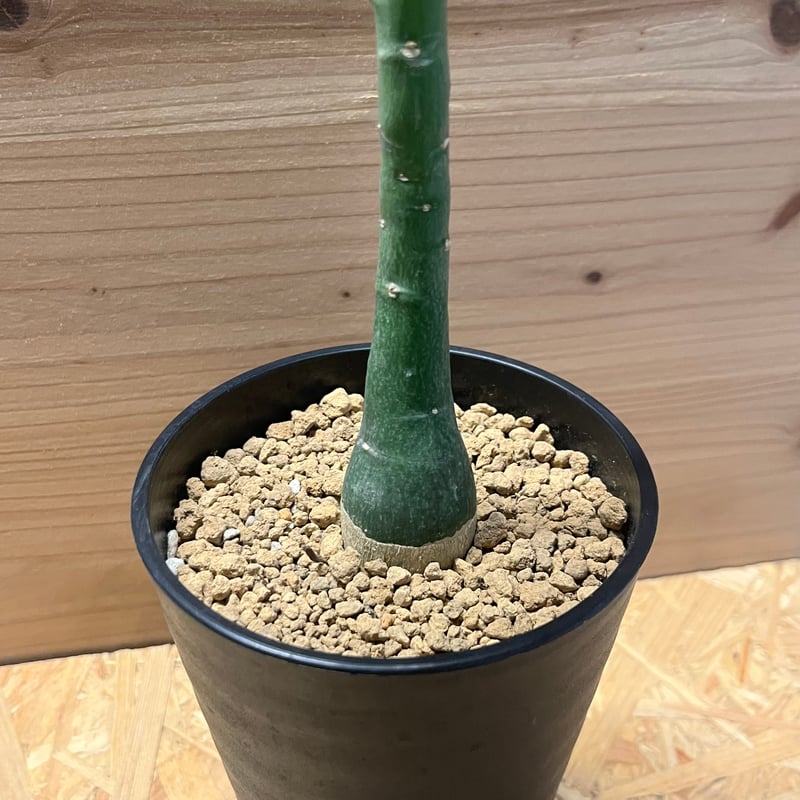 アデニア ベネナータ | GREEN LUCK