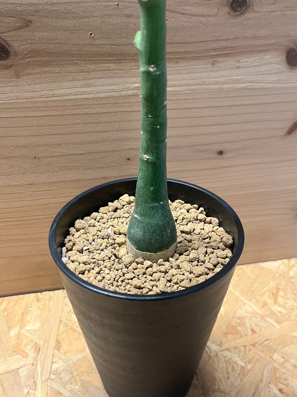 アデニア　ベネナータ アデニア ベネナータ | GREEN LUCK