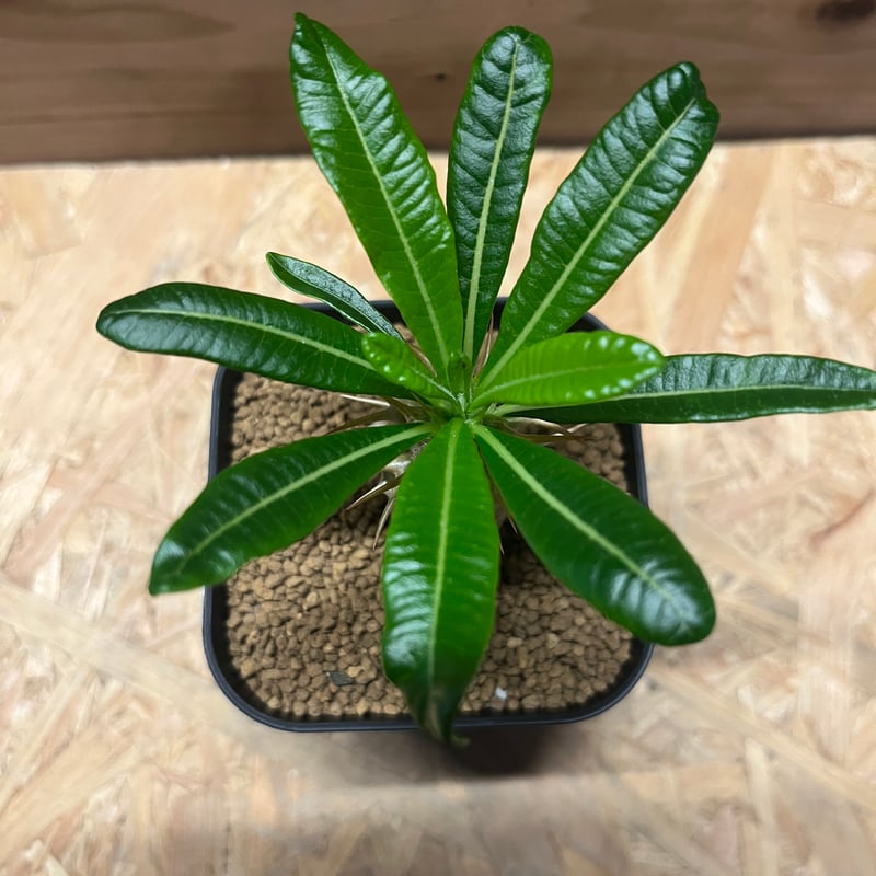 パキポディウム アンボンゲンセ | GREEN LUCK