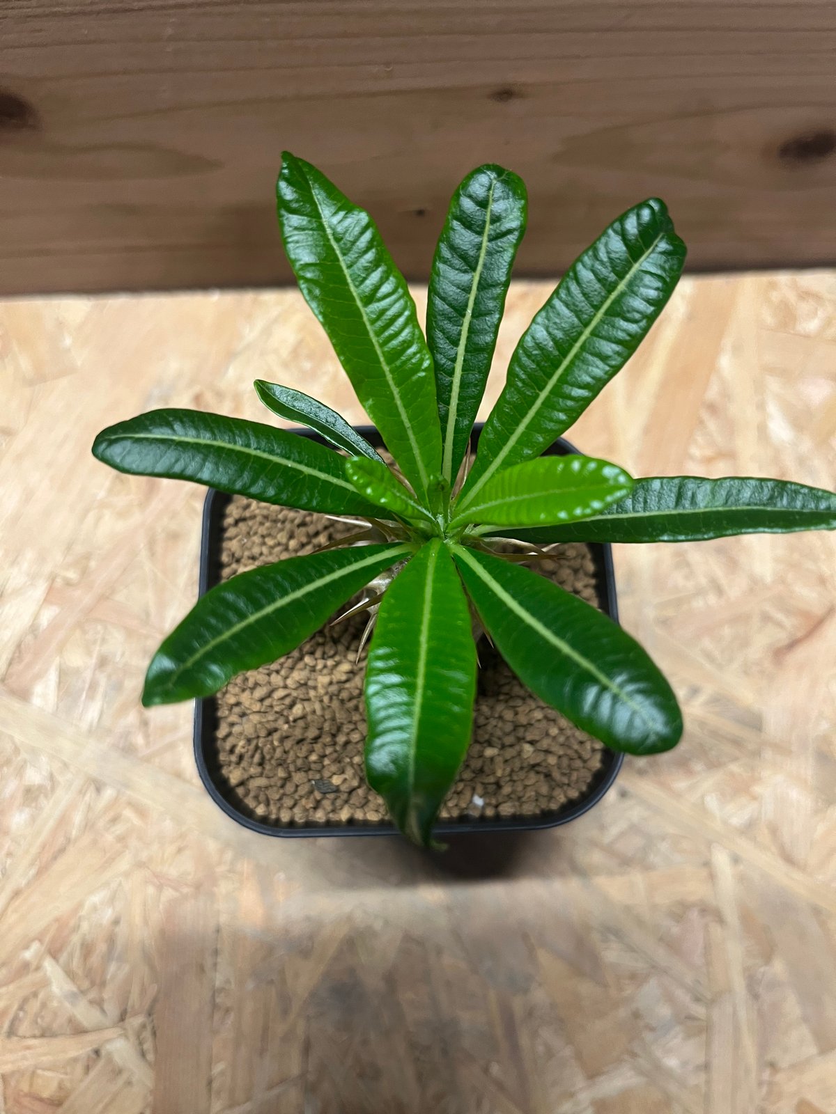 パキポディウム アンボンゲンセ | GREEN LUCK