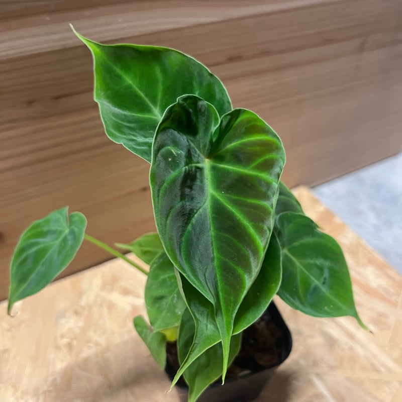 フィロデンドロン ベルコーサム | GREEN LUCK