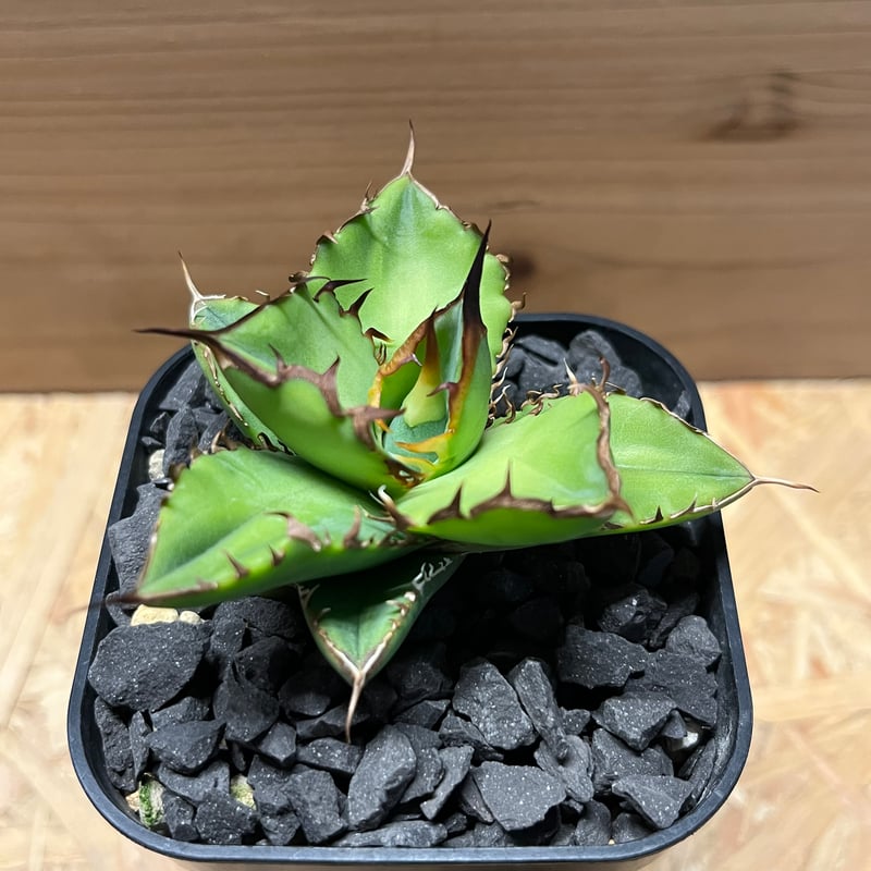 アガベ チタノタ ドラゴンクロウ | GREEN LUCK