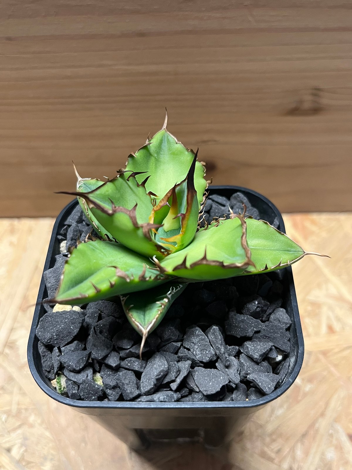 アガベ チタノタ ドラゴンクロウ | GREEN LUCK