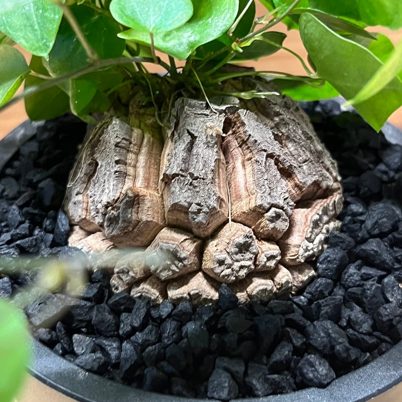 亀甲竜 ディオスコレア エレファンティペス | GREEN LUCK