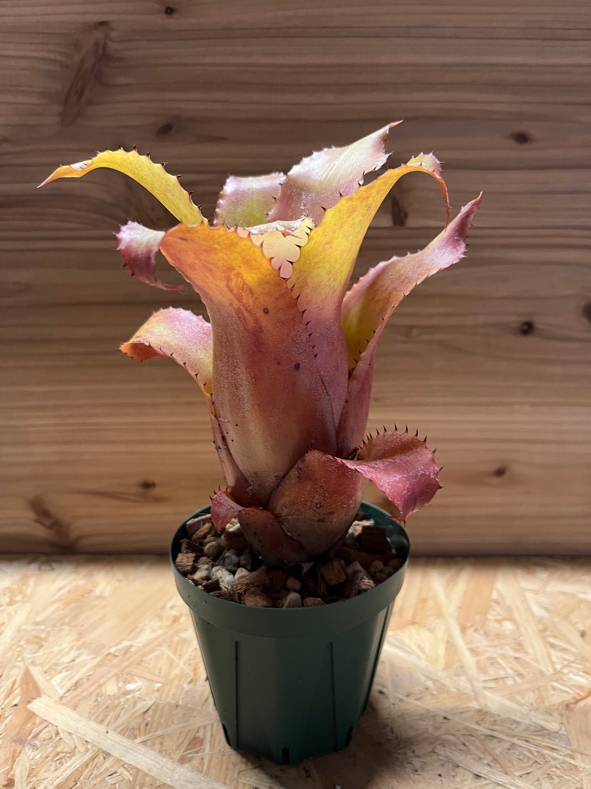 ホヘンベルギア　アイスティー　発根済み　子株付き　植え込み発送 fit=scale-down,w=1200
