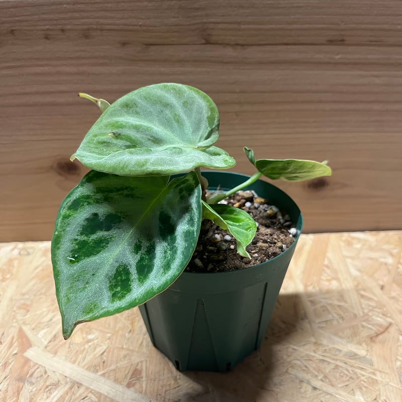 アンスリウム ドラヤキシルバー | GREEN LUCK