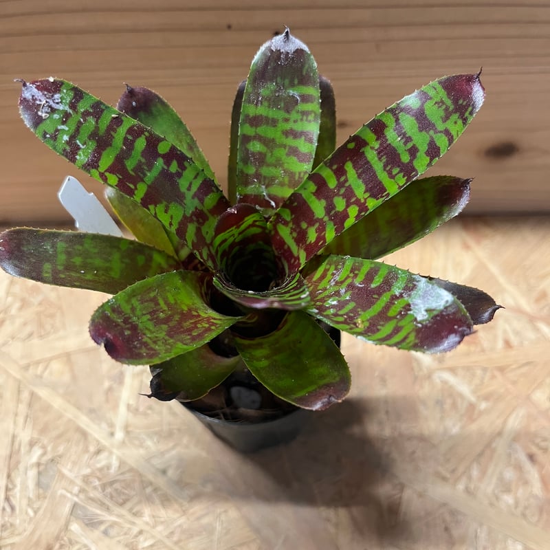 ネオレゲリア ハウジット リサのタグ付き ネオレゲリア ハウジット リサのタグ付き 【公式通販】