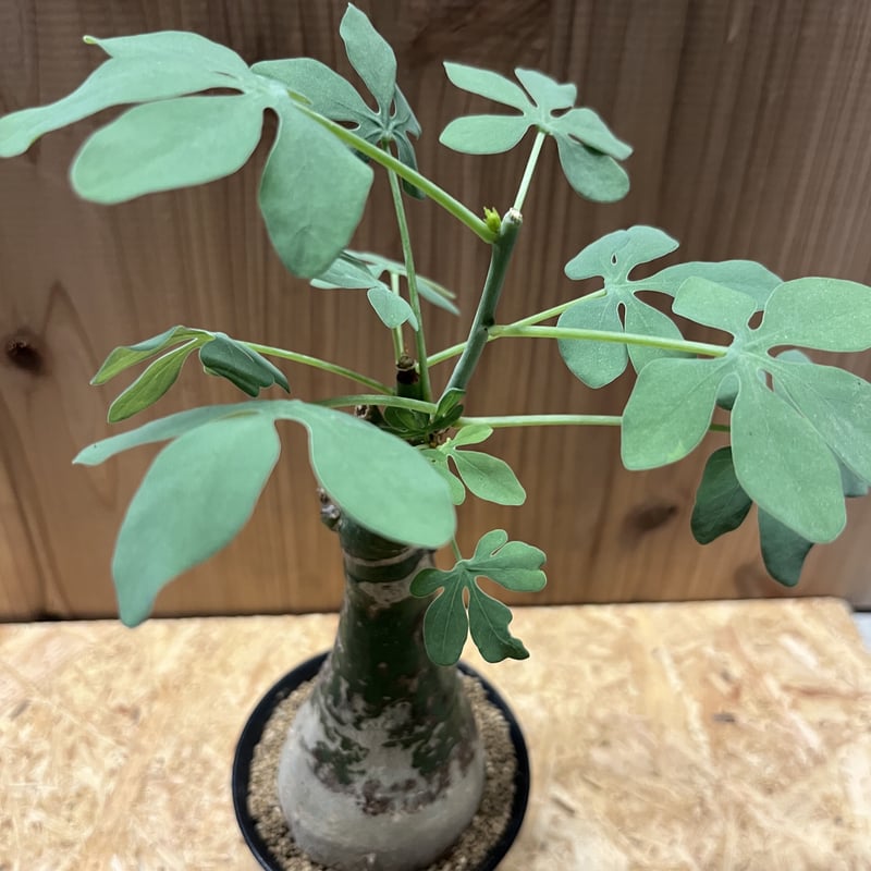 アデニア グラウカ | GREEN LUCK