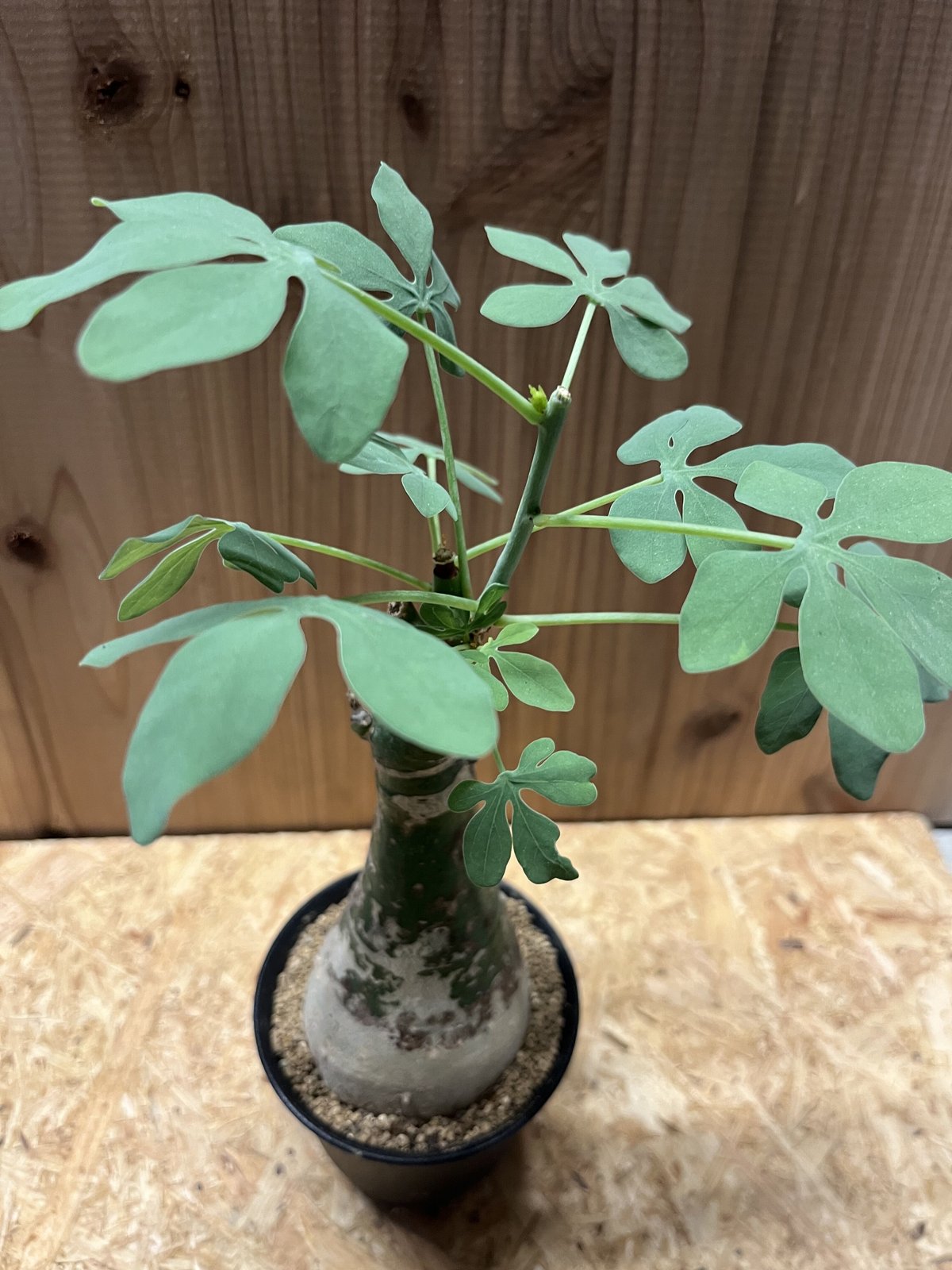 アデニア グラウカ | GREEN LUCK