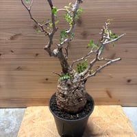 アガベ ユタエンシス エボリスピナ 陽炎 未発根 | GREEN LUCK