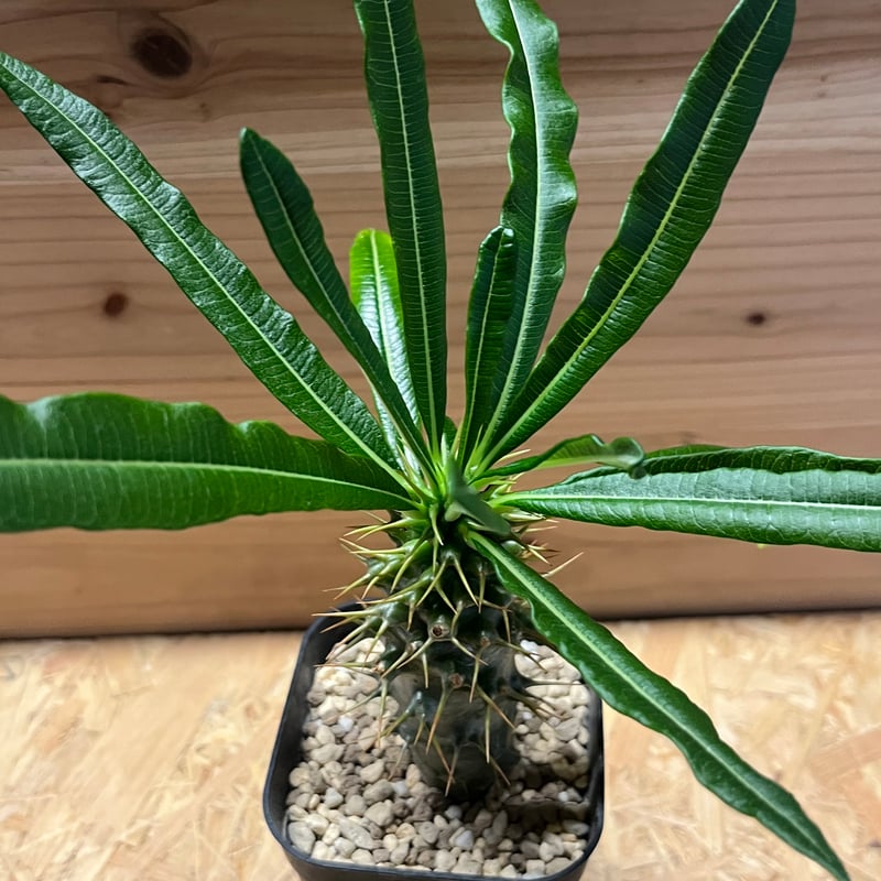 パキポディウム アンボンゲンセ | GREEN LUCK