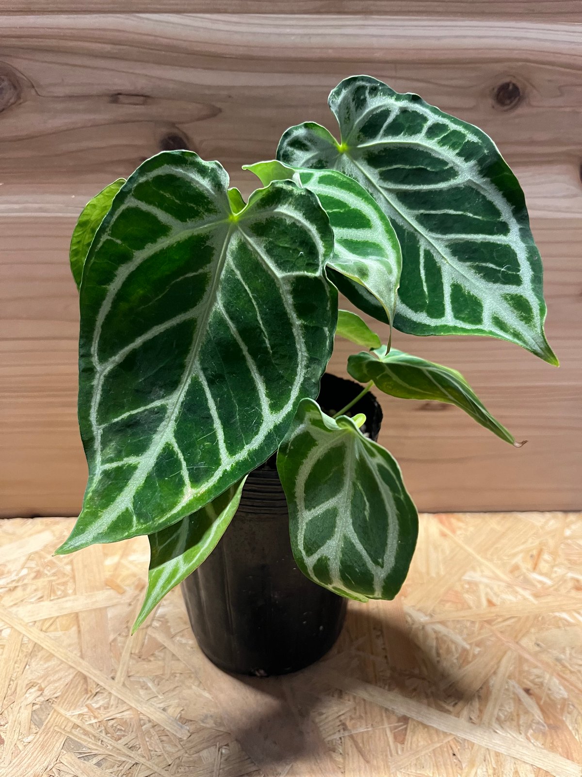 65 アンスリウム　クリスタリナム　ハイブリッド　斑入り　激レア抹茶斑　ミント斑 65 アンスリウム クリスタリナム ハイブリッド 斑入り 激レア抹茶斑