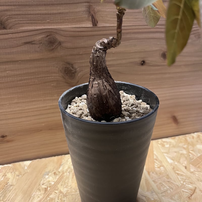 フィランサス ミラビリス | GREEN LUCK