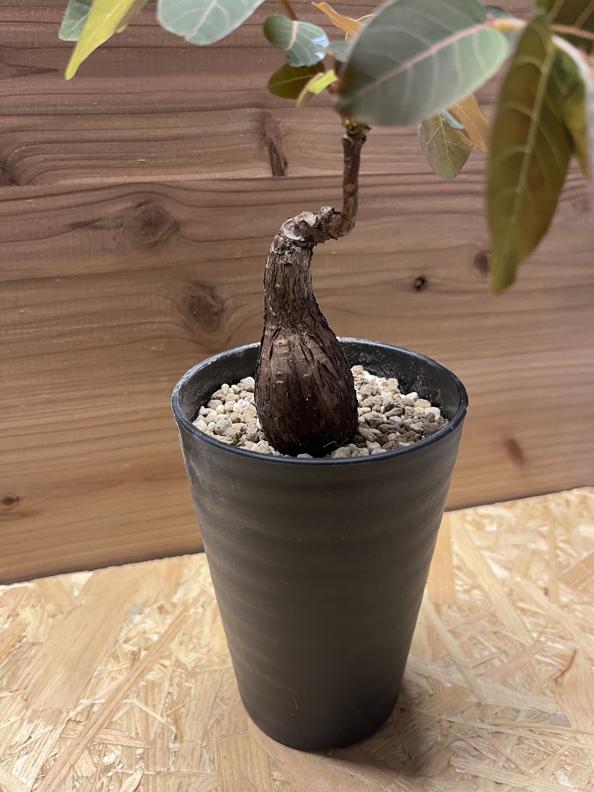 フィランサス ミラビリス | GREEN LUCK