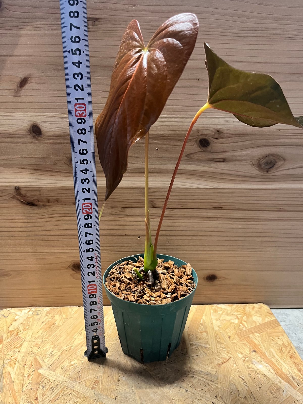 アンスリウム チャンベラニアナム 'ロムズレッド' | GREEN LUCK