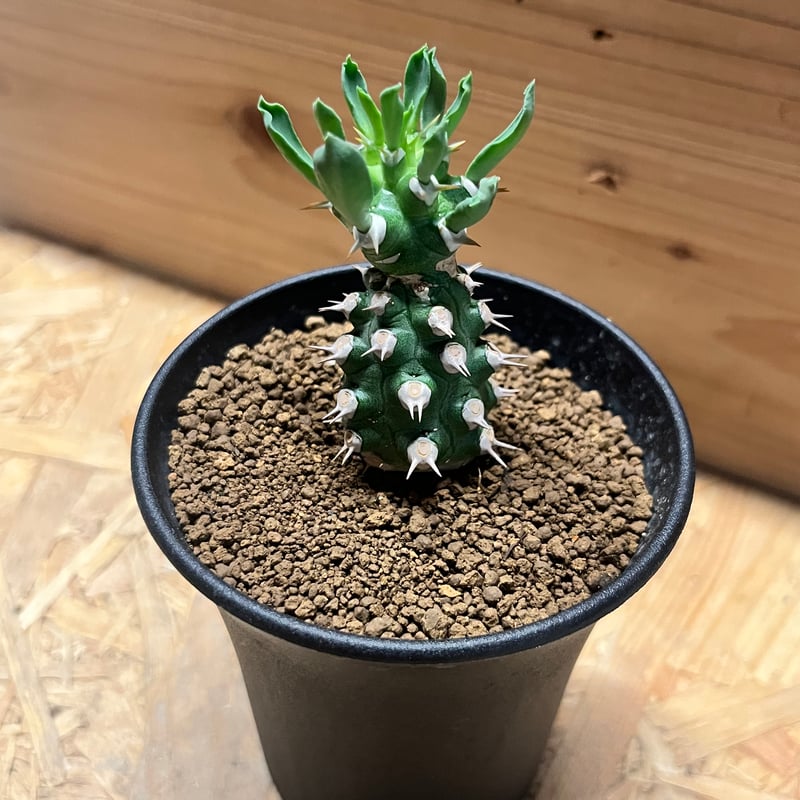 ユーフォルビア cv.トム | GREEN LUCK