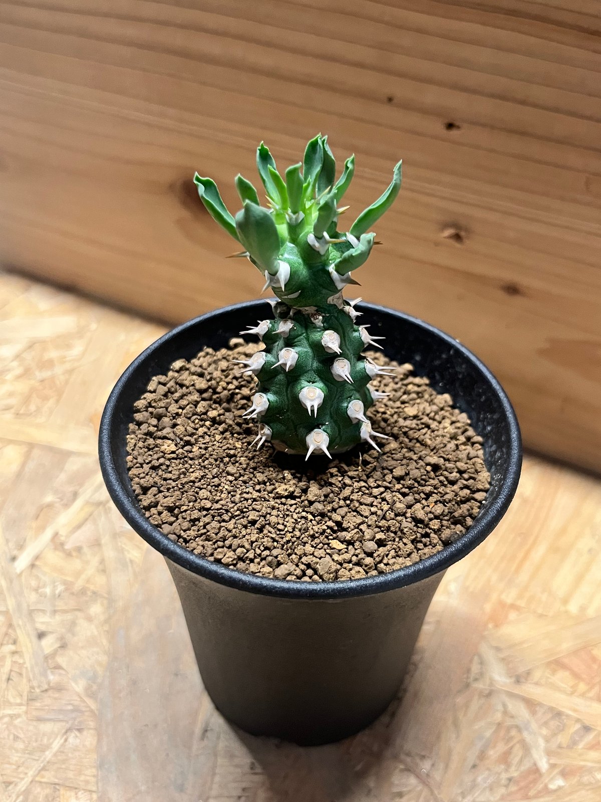 希少 Euphorbia cv.Tom ユーフォルビアcv.TOM ②極太良型 ユーフォルビア cv.トム | GREEN LUCK