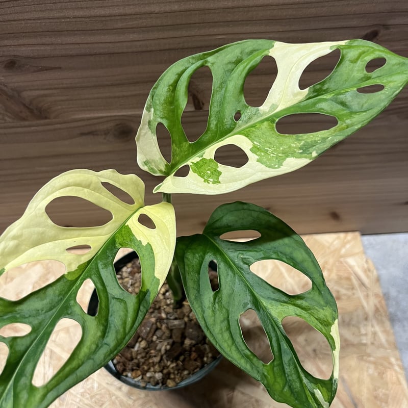 サ*ア様 マドカズラ 斑入り No.35 【Monstera モンステラ】 大株 マドカズラ 斑入り No.35 【Monstera モンステラ】 大株6本程度