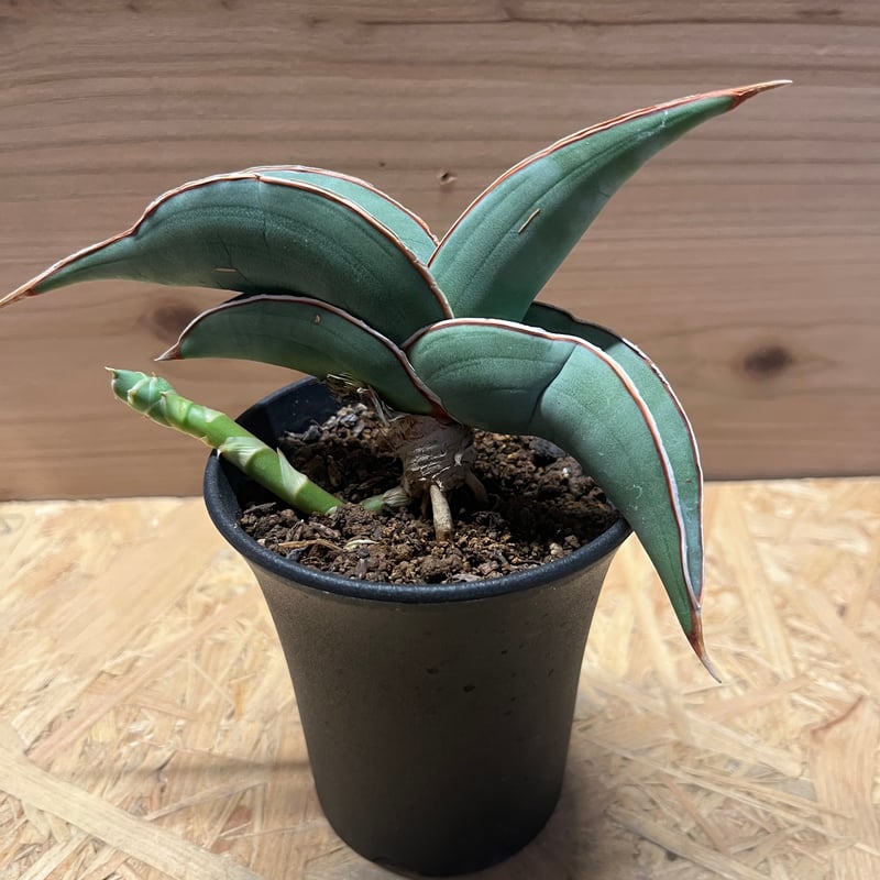 サンスベリア バナナ | GREEN LUCK