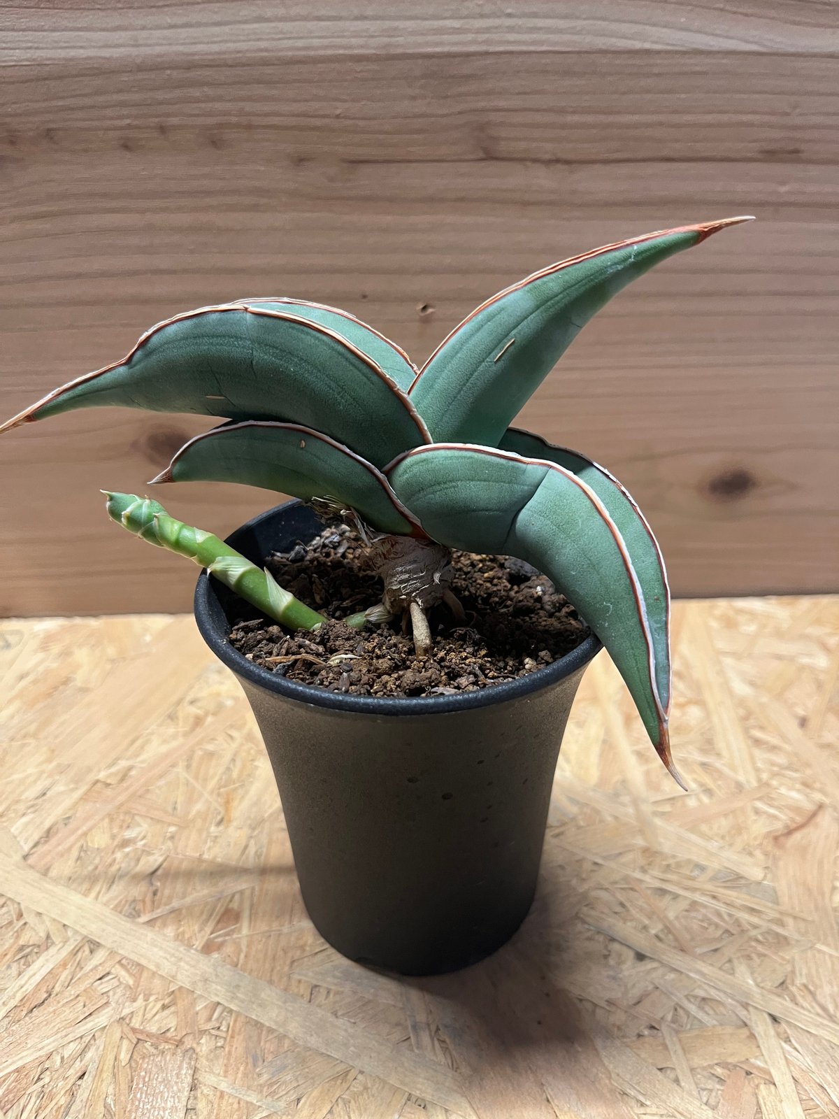 サンスベリア バナナ | GREEN LUCK