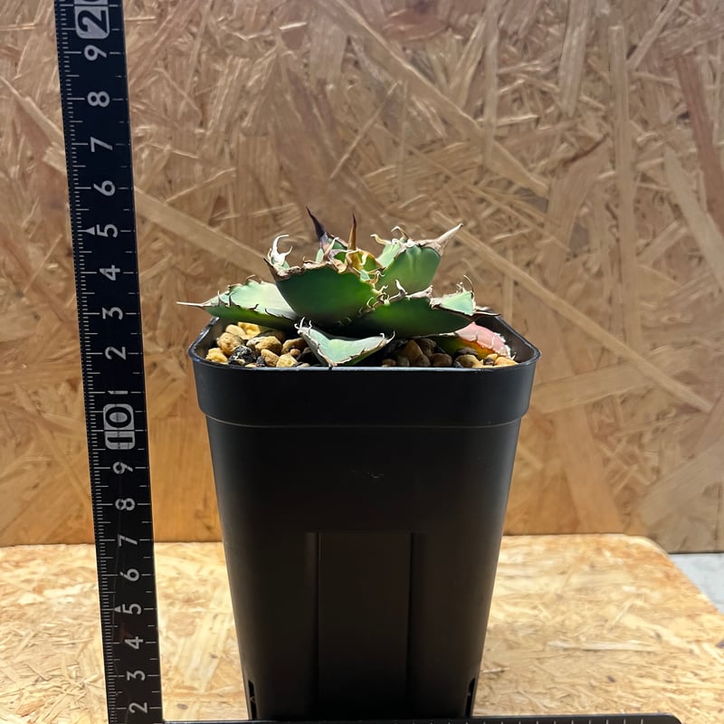 アガベ　巨獣 アガベ チタノタ 巨獣 【台湾 dragon agave産/発根済み/中株