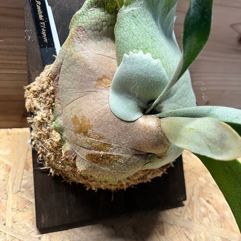 【選抜個体】veitchii mix spore ベイチー　ビカクシダ ビカクシダ ベイチー v14 spore | GREEN LUCK