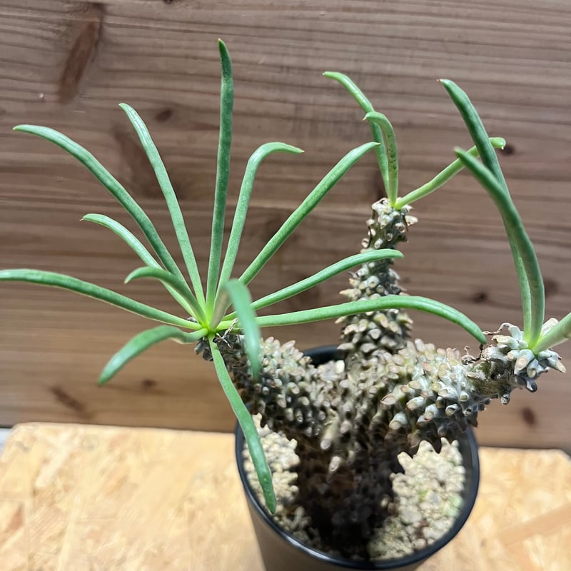 チレコドン ワリチー | GREEN LUCK